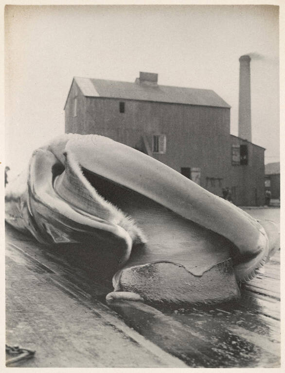 [Whale on the dock], from Whaling album