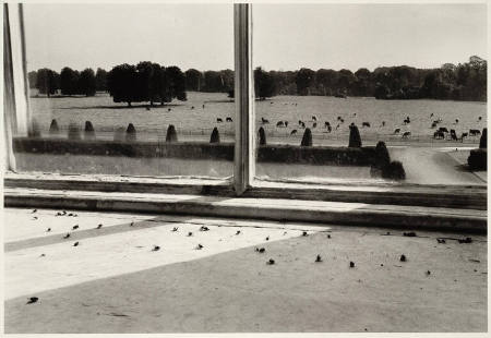 Flies in the window, Castletown House, Ireland, from the portfolio Alen MacWeeney