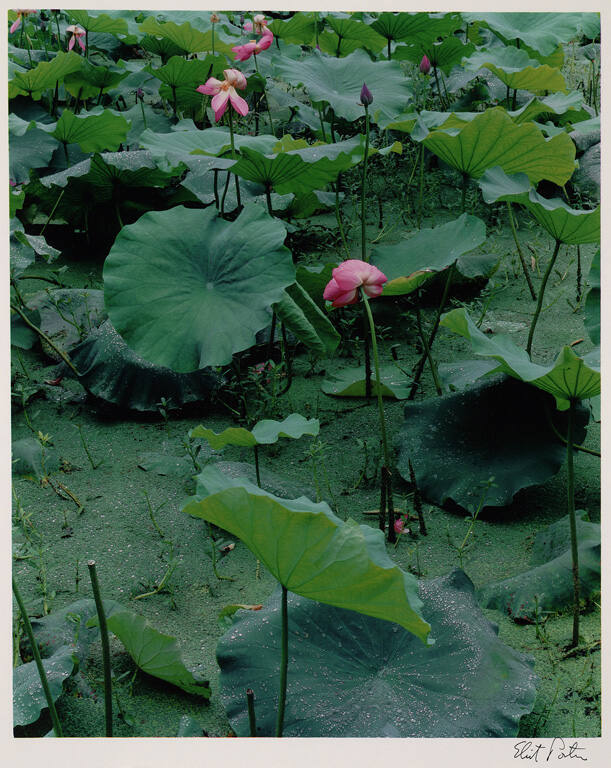 Lotus and Azolla