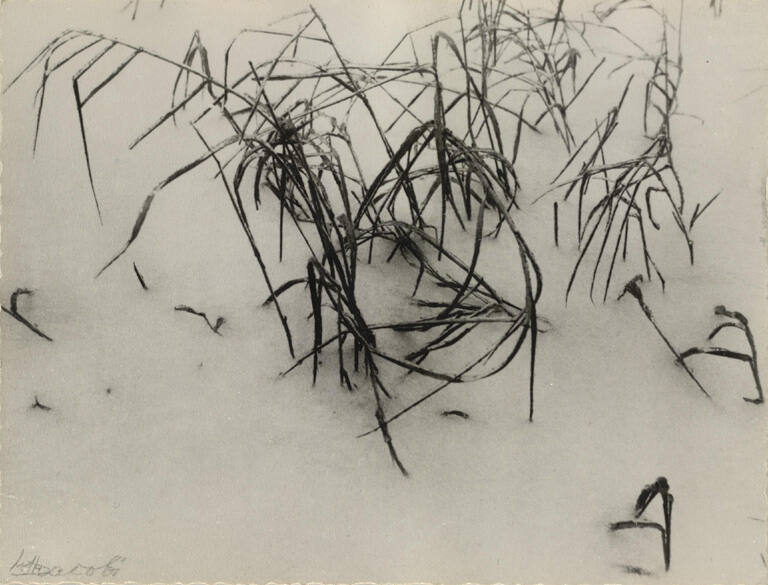 [Grass in snow]