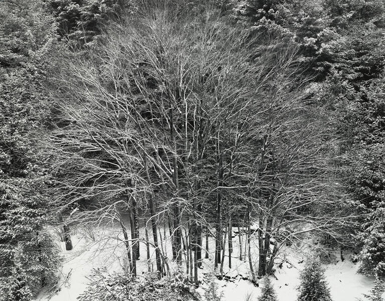 Trees in winter