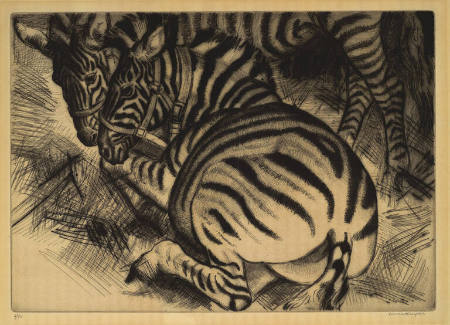 Zebra