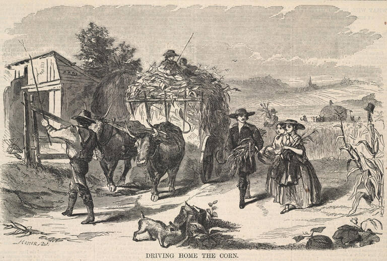 Driving Home the Corn, published in Harper's Weekly