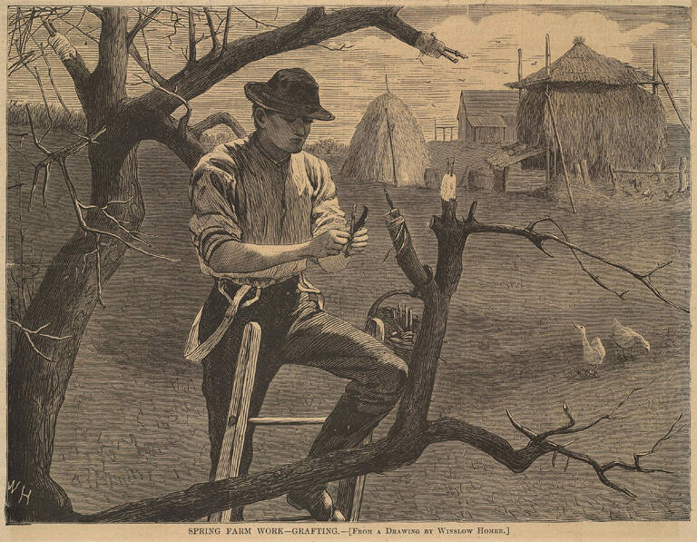 Spring Farm Work, Grafting, published in Harper's Weekly