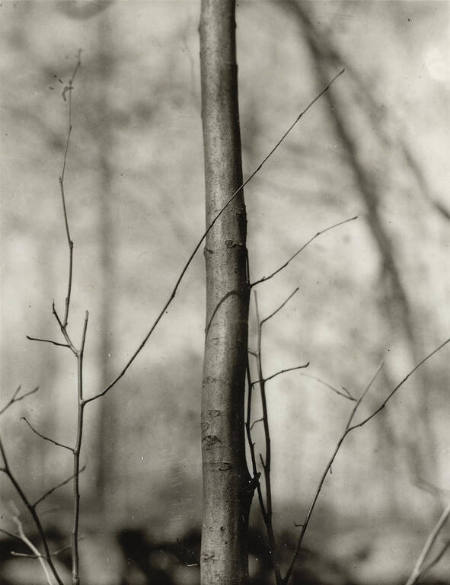 Tree, Woods Hole, from the portfolio Dorothy Norman: Selected Photographs