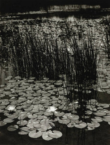 Water lily pond, Ashumet Farm, Hatchville, from the portfolio Dorothy Norman: Selected Photographs