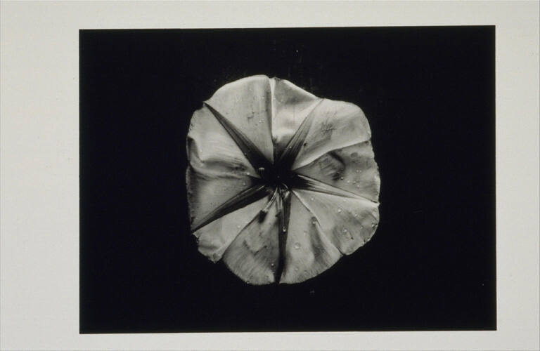 Moonflower, Woods Hole, from the portfolio Dorothy Norman: Selected Photographs