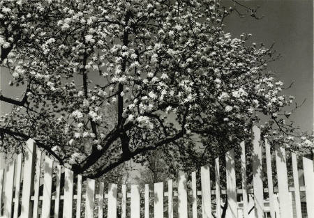 Apple blossoms, Woodstock, from the portfolio Dorothy Norman: Selected Photographs