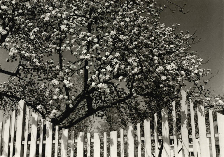 Apple blossoms, Woodstock, from the portfolio Dorothy Norman: Selected Photographs