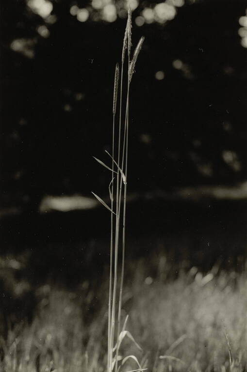 Woods Hole, from the portfolio Dorothy Norman: Selected Photographs