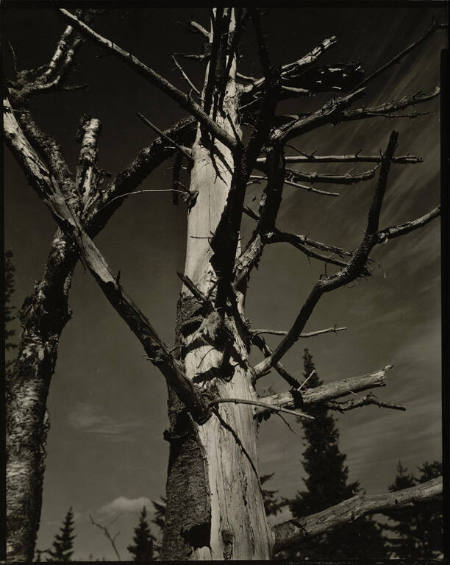 Dead tree, Vermont