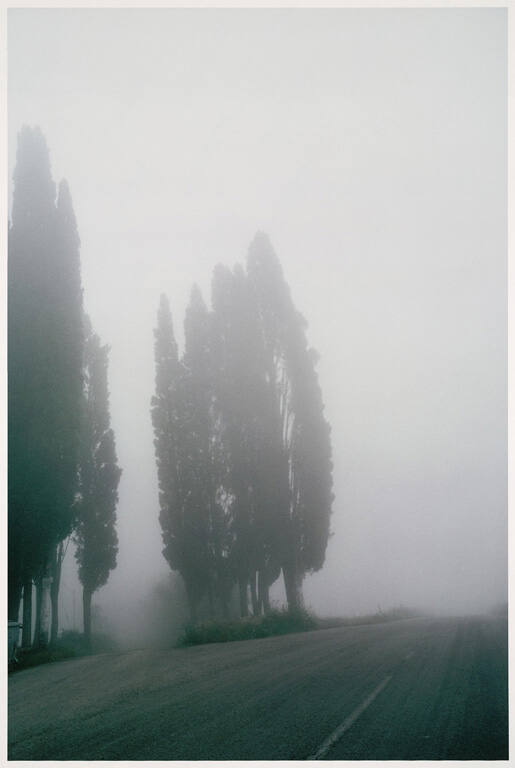 Trees, Morning Fog 1966