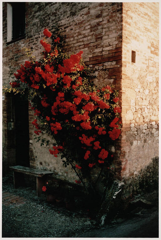 Roses, Taverna d'Arabia 1991