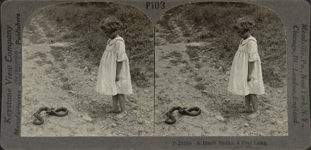 A Black Snake, 6 Feet Long