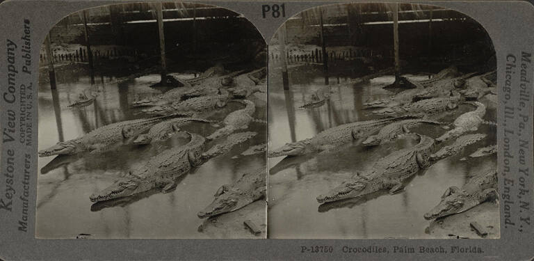 Crocodiles, Palm Beach, Florida