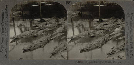 Crocodiles, Palm Beach, Florida