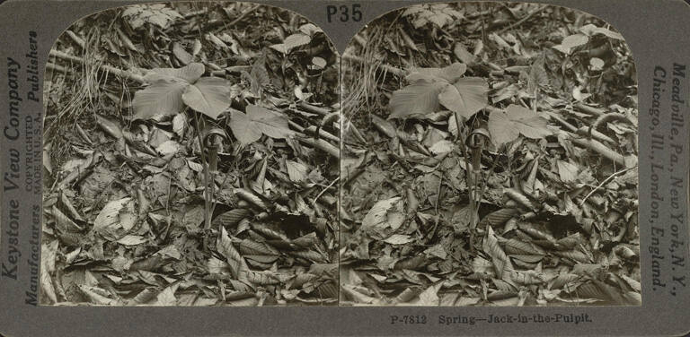 Spring-Jack-in-the-Pulpit