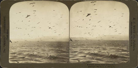 Sea Gulls Near Gibraltar