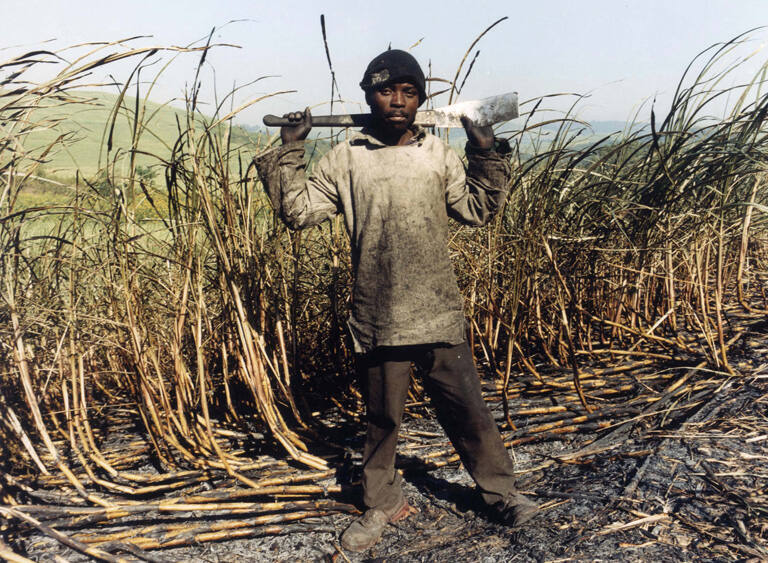 Untitled, from Sugar Cane Series