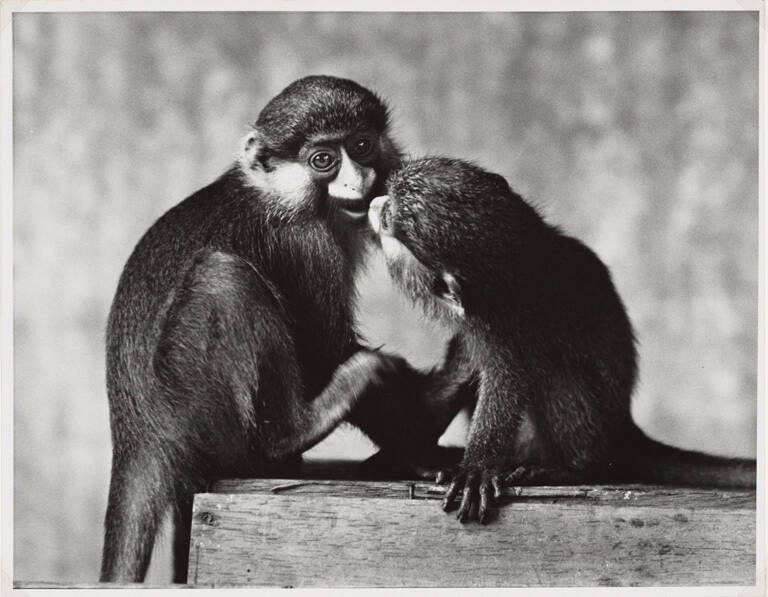 Schweitzer: A man of mercy