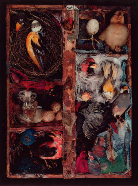 Untitled (Composition with Dead Birds)