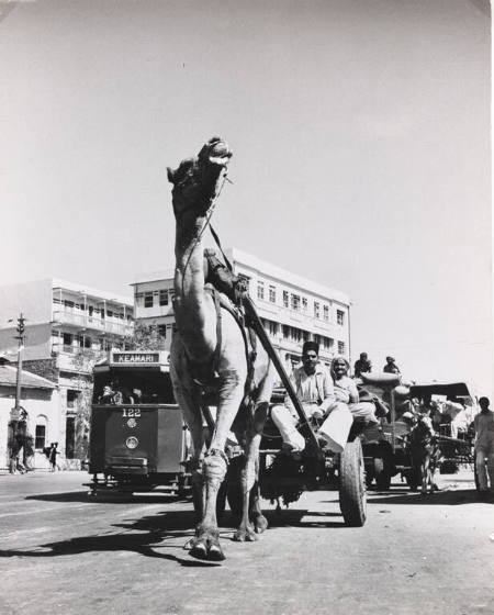 [Pakistanis riding on a camel-drawn wagon, Karachi, Pakistan]