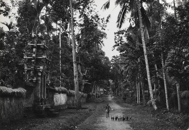 Little boy herding ducks down a long, lush, tropical road, Indonesia