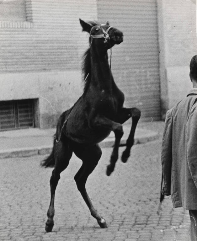 Rearing colt, Italy
