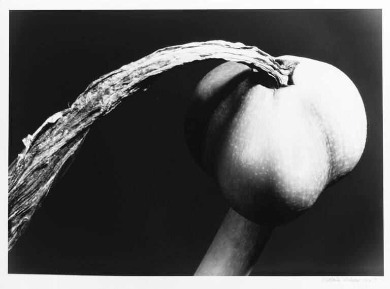 Amaryllis Seed Pod