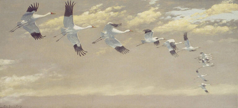 Thirteen Whooping Cranes in Flight