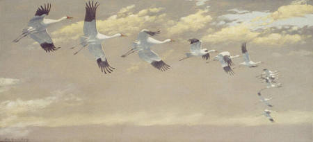 Thirteen Whooping Cranes in Flight