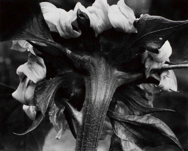 Sunflower, France, from the portfolio Twenty-Five Photographs