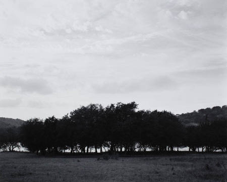 Landscape - a screen of trees near Kerrville, Texas