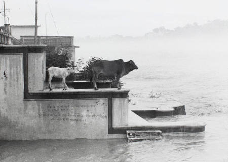 Sacred cows on the Ganges River, India