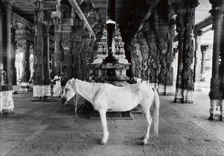 Horse in Temple of Vishnu, Tiruchirappalli (India), from the portfolio Journeys