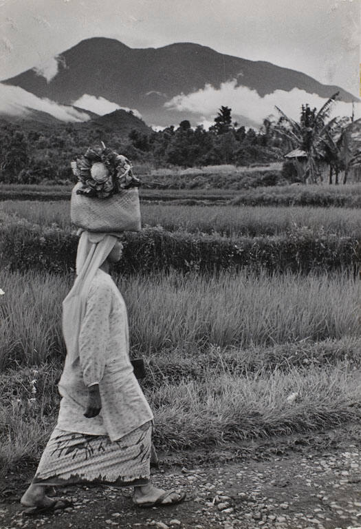 Woman balancing a basket of food on her head, walking through fields, Sumatra