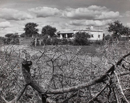[A hedge of thorns protecting Bamangwato tribal chief, Seretse Khama, and his British wife during controversy over their marriage, Serowe, Botswana]