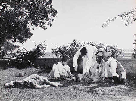 [Ghulam Hussain Hidayatullah, Governor of Sind with servants sacrificing sheep for the Baqr Id ceremony, Karachi, Pakistan]