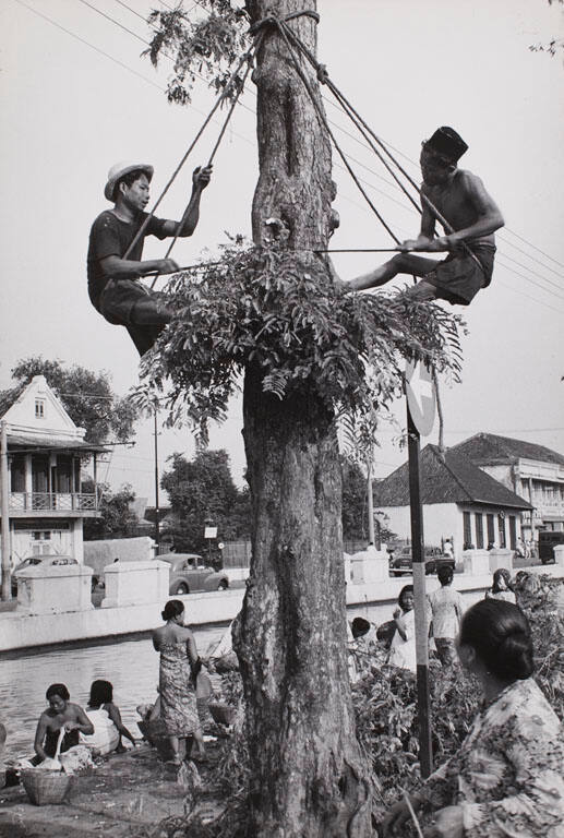 Men sawing off the top of a tree, Jakarta
