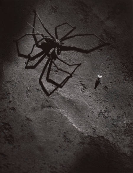 Schweitzer: A Man of Mercy (spider and fly)