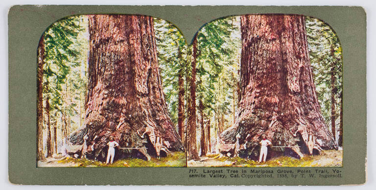 Largest Tree in Mariposa Grove, Point Trail, Yosemite Valley, California