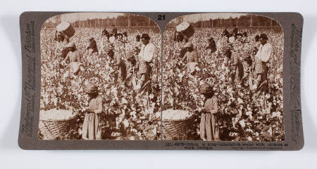 Cotton is king—plantation scene with pickers at work, Georgia