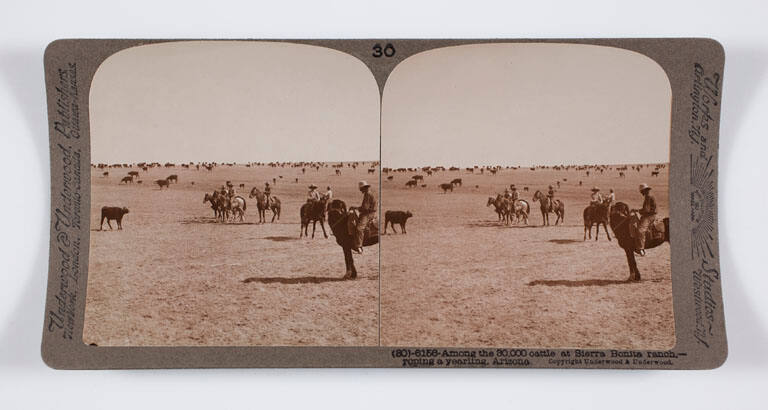 Among the 30,000 cattle at Sierra Bonita ranch—roping a yearling, Arizona