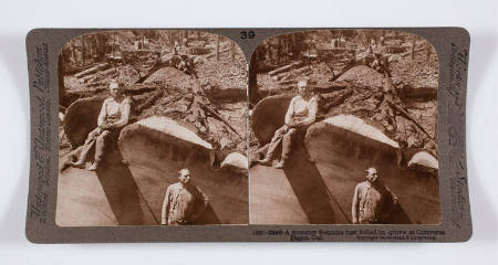 A monster Sequoia just felled in grove at Converse Basin, Cal.