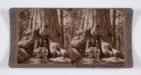 Wawona as we drove through it, tree 275 ft. tall in Mariposa Grove, Cal.