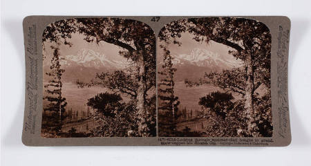 Looking through summer-clad boughs to grand, snow-capped Mt. Shasta, Cal.
