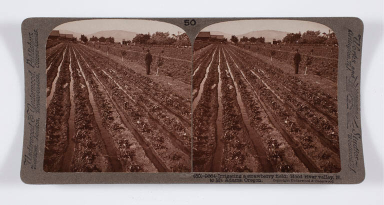 Irrigating a strawberry field; Hood river valley, N. to Mt. Adams, Oregon