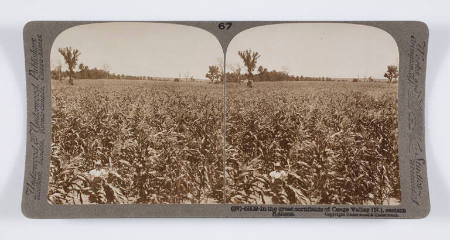 In the great cornfields of Osage Valley (N.), eastern Kansas
