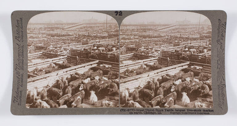 Great Union Stock Yards, largest live-stock market on earth, Chicago, Ill.