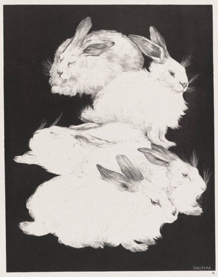 Five Angora Rabbits